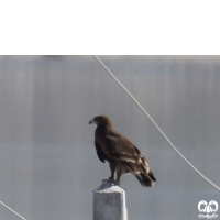 گونه عقاب خالدار بزرگ Greater Spotted Eagle